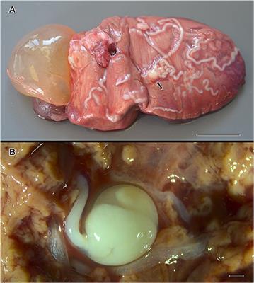 New Parasite Records for the Sunfish Mola mola in the Mediterranean Sea and Their Potential Use as Biological Tags for Long-Distance Host Migration